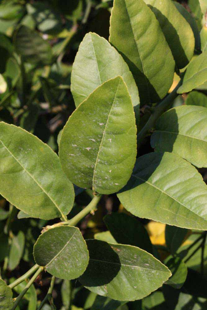            Sun leaves (Abhayapuri, Riverside, CA)   